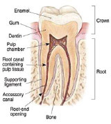 Healthy tooth